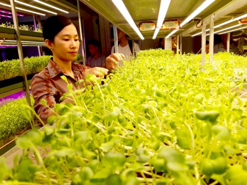 Ăn sạch, sống khỏe cùng rau non