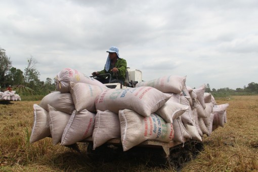 Duy trì sản lượng lúa trên 1,3 triệu tấn