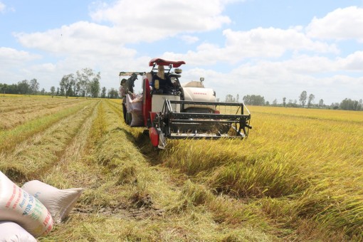 Lúa đông xuân trúng mùa, dễ tiêu thụ