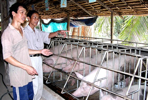 An Giang công bố hết dịch tả heo Châu Phi