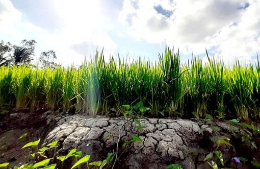 Hạn hán khốc liệt, Cà Mau “cầu cứu” chuyên gia