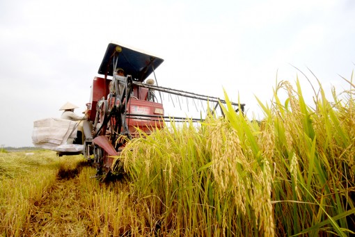 Tình hình tiêu thụ nông sản gặp khó do ảnh hưởng của dịch Covid-19