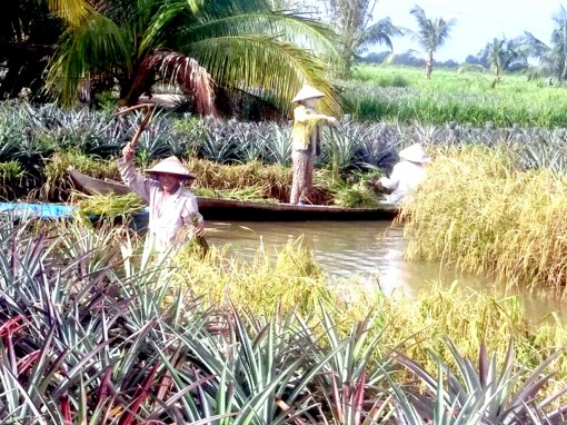 Phát triển mô hình kinh tế tổng hợp “3 trong 1”