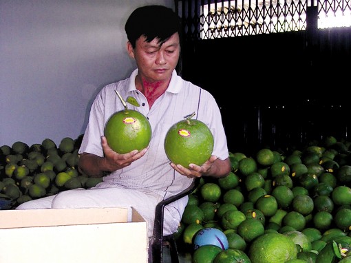 Lo lắng vì bưởi da xanh

khó tiêu thụ