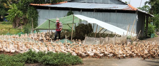 Giá vịt hơi giảm