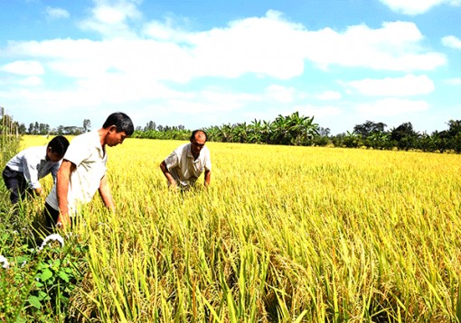 Giúp nông dân đồng bằng linh hoạt ứng phó hạn, mặn