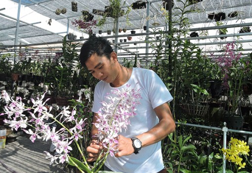Phát triển tốt với nghề trồng hoa lan