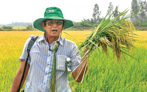 Gạo ngon từ vùng nhiễm mặn