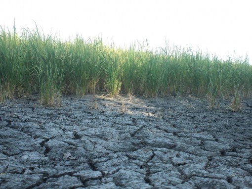 Tháng 3-2020: Xâm nhập mặn ở ĐBSCL dự báo rất nghiêm trọng