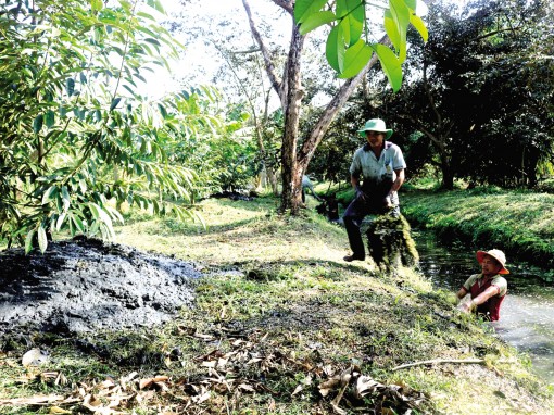 Thực hiện các biện pháp ứng phó hạn mặn, bảo vệ cây trồng