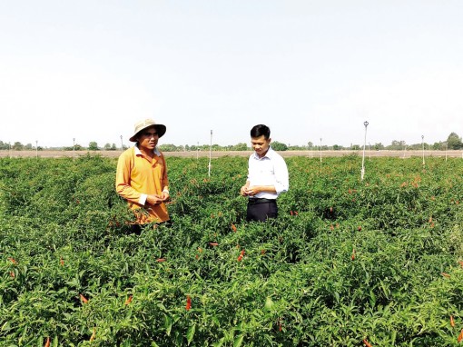 Thăng trầm cây ớt chỉ thiên