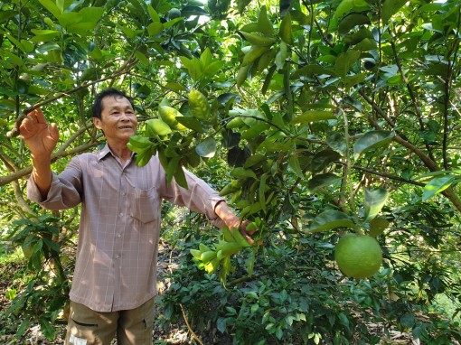 Kinh nghiệm trồng cam xoàn hiệu quả cao