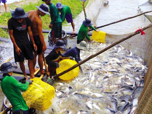 Phòng chống dịch hiệu quả góp phần hoàn thành mục tiêu tăng trưởng