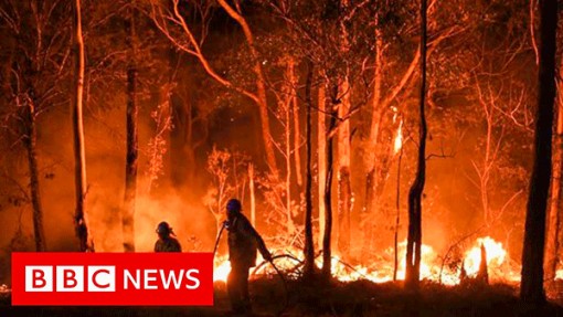 Rừng nhiệt đới giảm khả năng hấp thụ carbon