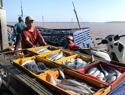 Biển động, cá biển và mực hút hàng, nhưng giá bình ổn