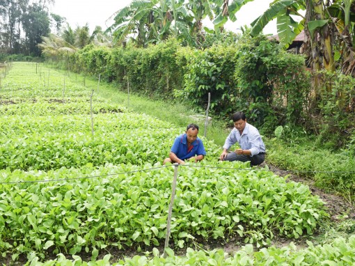 Chuyển đổi cơ cấu sản xuất, canh tác cây trồng sử dụng ít nước trong mùa khô hạn, xâm nhập mặn