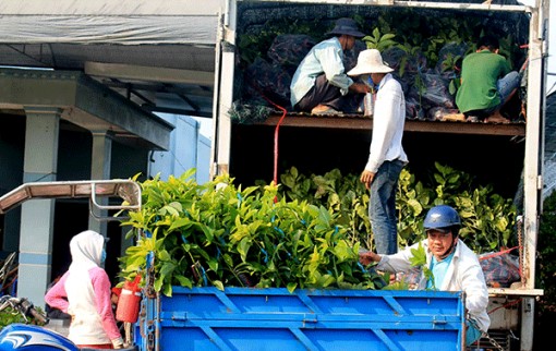Cây giống tăng giá