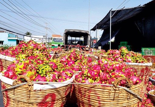 Mục tiêu xuất khẩu rau quả 4,2 tỉ USD “rơi” vào thế khó