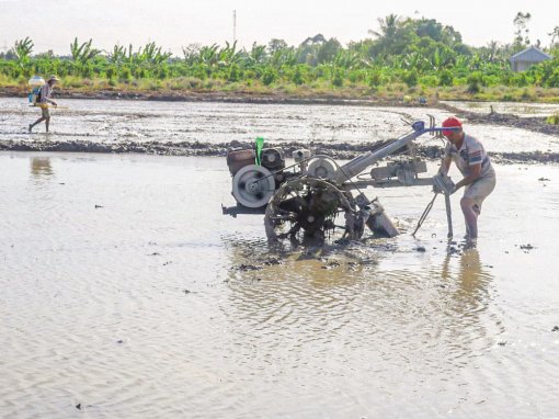 Chủ động giảm chi phí sản xuất vụ lúa hè thu