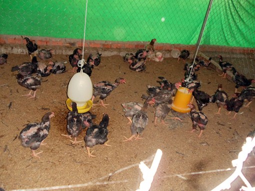 Nuôi gà theo hướng an toàn sinh học 