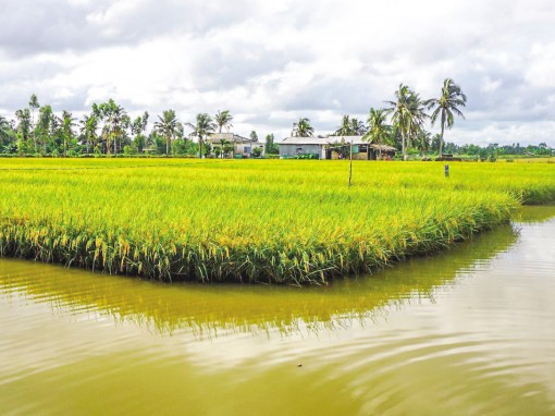 Xây dựng thương hiệu lúa thơm-tôm sạch