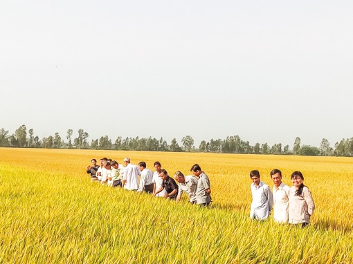 Kiên Giang đa dạng mô hình sản xuất nông nghiệp hiệu quả cao