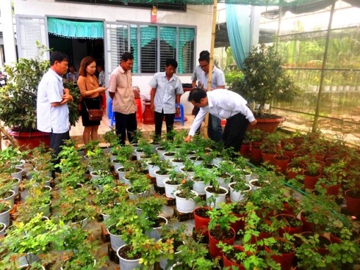 Đột phá từ sản xuất giống hoa cấy mô