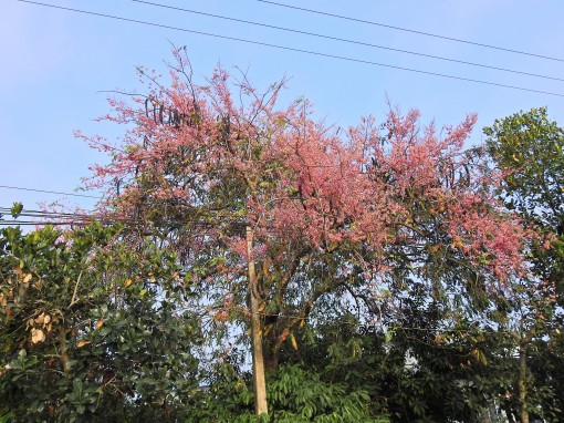 Miền Tây – Mùa ô môi khoe sắc