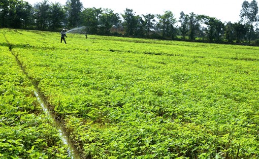 Phát triển diện tích trồng mè trên nền đất lúa trong vụ hè thu 2020