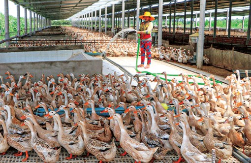 Đồng Tháp hướng tới chăn nuôi vịt an toàn sinh học