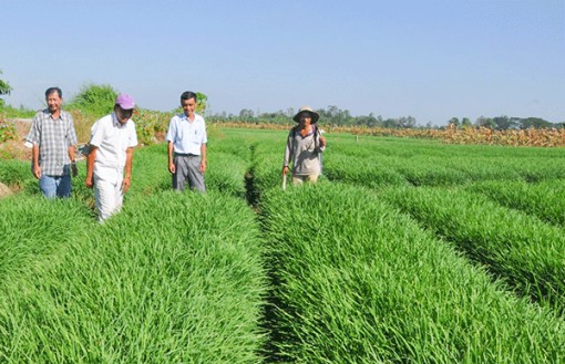 Bước tiến mới ở Thạnh Hòa