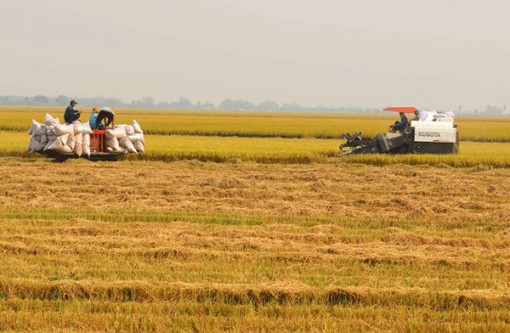 Hỗ trợ hợp tác xã xây dựng phương án sản xuất, kinh doanh phù hợp trước dịch COVID-19