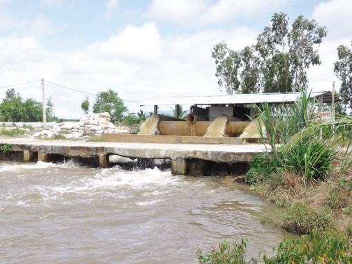 Để sản xuất hiệu quả vụ lúa hè thu