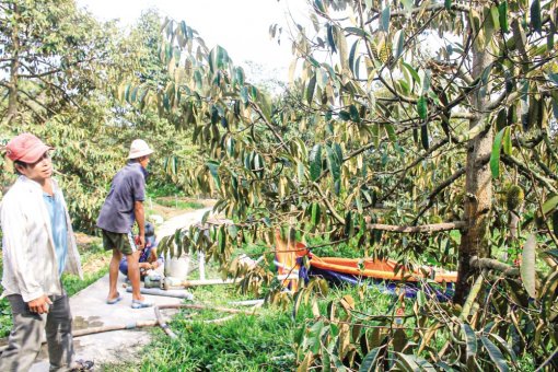 Tìm giải pháp bảo vệ vườn cây ăn trái