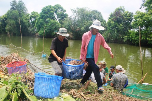 Giá nhiều loại cá nuôi giảm