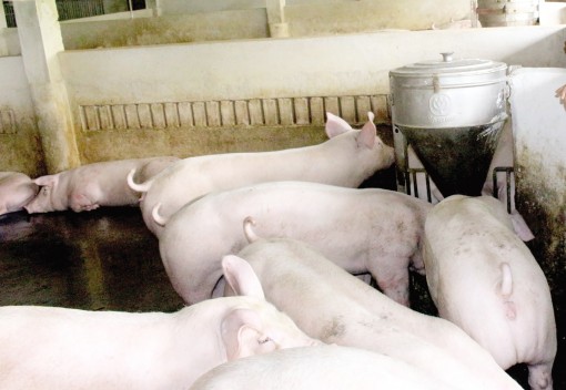 Đảm bảo nguồn cung ứng thực phẩm phục vụ

phòng, chống COVID-19