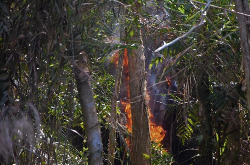 Cà Mau: Cháy vùng đệm rừng U Minh Hạ