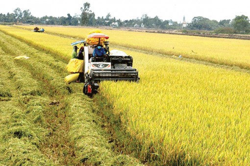 Mô hình “Cánh đồng lớn” nâng cao hiệu quả sản xuất lúa