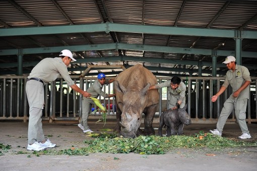 Vinpearl Safari chào đón tê giác thứ 3 chào đời