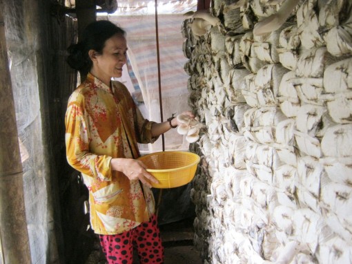 Nâng cao hiệu quả hoạt động của các tổ hợp tác trồng nấm