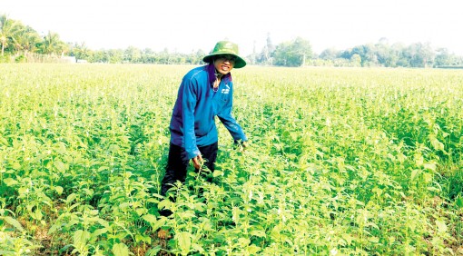 Linh động sản xuất

nông nghiệp mùa nắng hạn