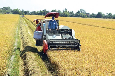 Thủ tướng Chính phủ đồng ý xuất khẩu gạo trở lại, nhưng phải  đảm bảo an ninh lương thực