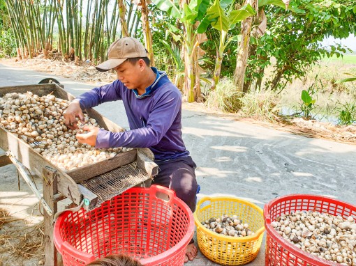 Nấm rơm dễ trồng, lợi nhuận cao