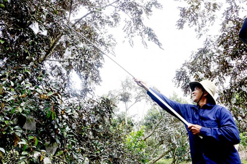 “Bắt tay” tạo lợi thế trong sản xuất, tiêu thụ trái cây