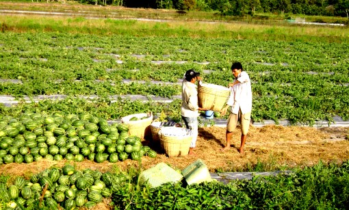 Nông dân trồng dưa hấu phấn khởi vì giá tăng trở lại