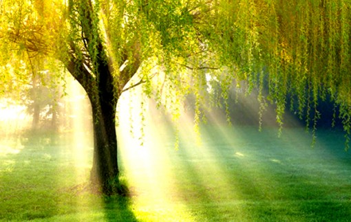 Hoạt chất trong cây liễu có tiềm năng chữa nhiều loại ung thư