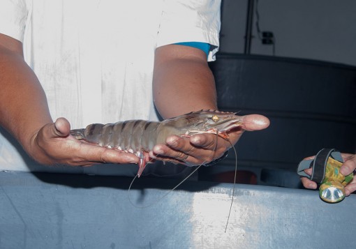 Trà Vinh: Sản xuất thành công tôm sú bố mẹ sạch bệnh
