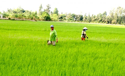 Thương lái đã đặt tiền cọc mua lúa của nông dân vụ Hè Thu 2020