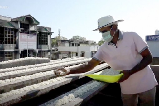 “Cưu mang” hàng nghìn con vẹt thời COVID-19