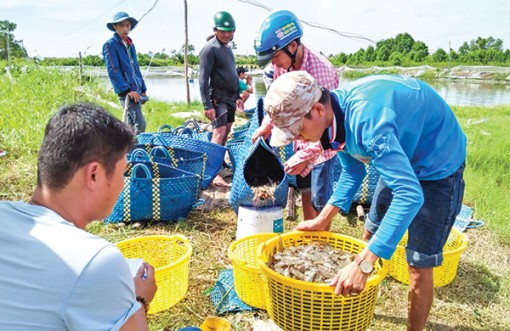 Lo âu trước mùa tôm